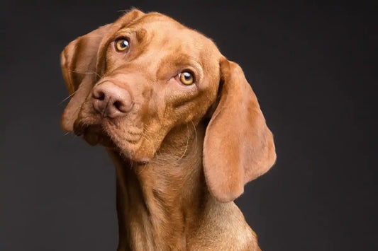Dog Training Treats: Top Picks for Service Dogs and Pups